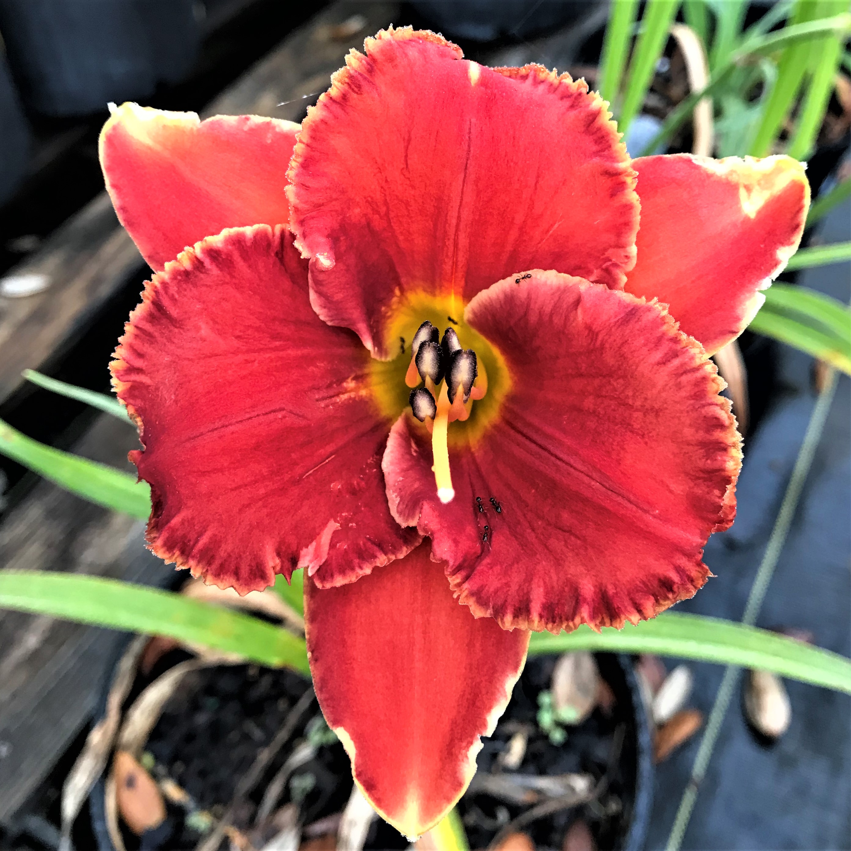 SPACECOAST TINY INFERNO